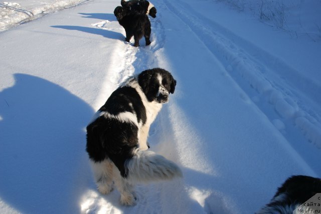 Фотография № 86893