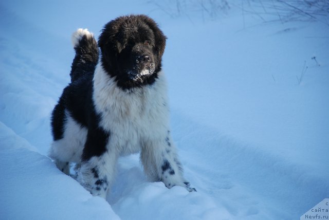 Фотография № 86894