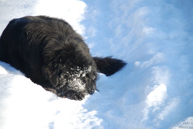 Фото: ньюфаундленд Акватория Келвин Онли Лав (Aquatoriya Kelvin Only Love)