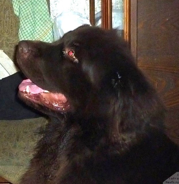 Фото: ньюфаундленд Фанньюф Ура Я с Вами