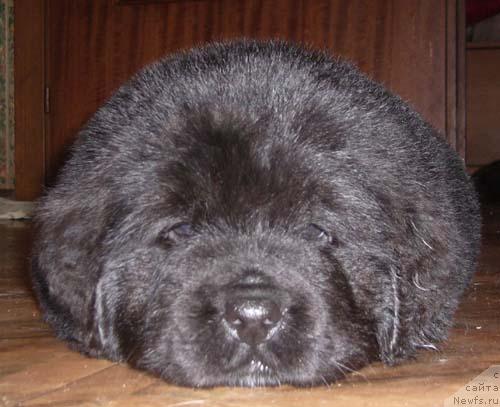 Фото: ньюфаундленд Супер Бизон Бэрримор