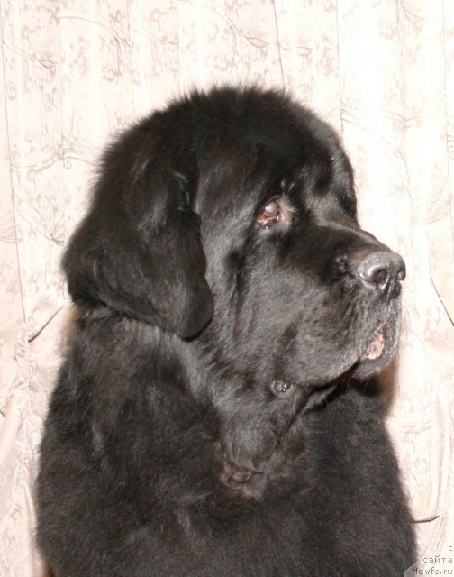 Фото: ньюфаундленд Виват Вялiкi Мядзведзь (Vivat Vialiki Miadzvedz)