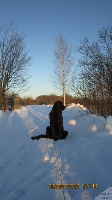 Фото: ньюфаундленд Питерньюф Монте Кристо (Piternyuf Monte Kristo), ньюфаундленд Питерньюф Монте Кристо (Piternyuf Monte Kristo)