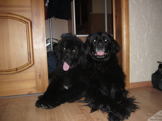 Фото: ньюфаундленд Абигаль Бомонд, ньюфаундленд Питерньюф Нота Бене (Piternyuf Nota Bene)