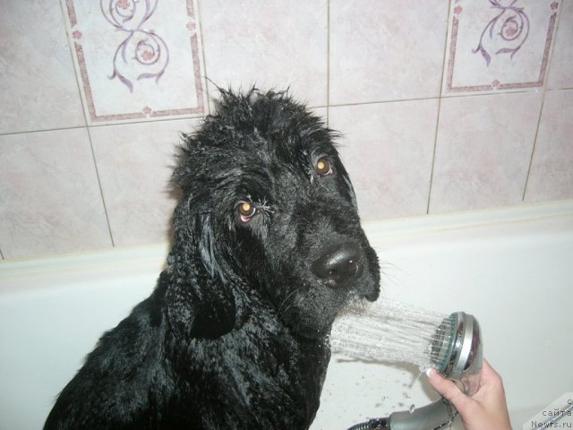 Фото: ньюфаундленд Питерньюф Нота Бене (Piternyuf Nota Bene)