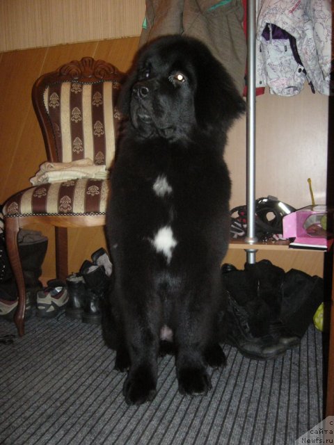 Фото: ньюфаундленд Питерньюф Нота Бене (Piternyuf Nota Bene)