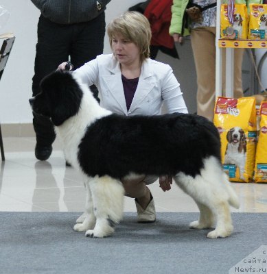 Фото: ньюфаундленд Чувство Стиля от Сибирского Медведя