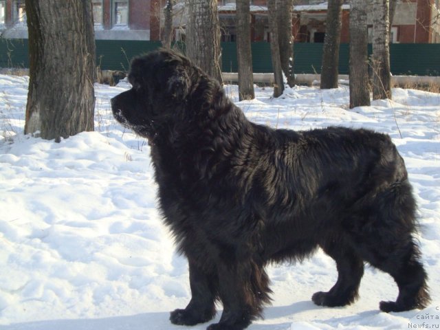 Фото: ньюфаундленд Ривьера от Сибирского Медведя