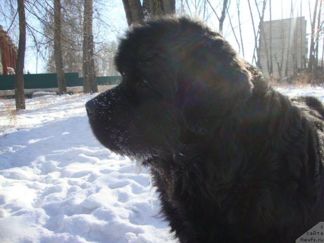 Фото: ньюфаундленд Ривьера от Сибирского Медведя