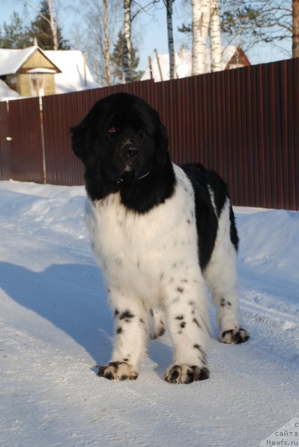 Фотография № 86965