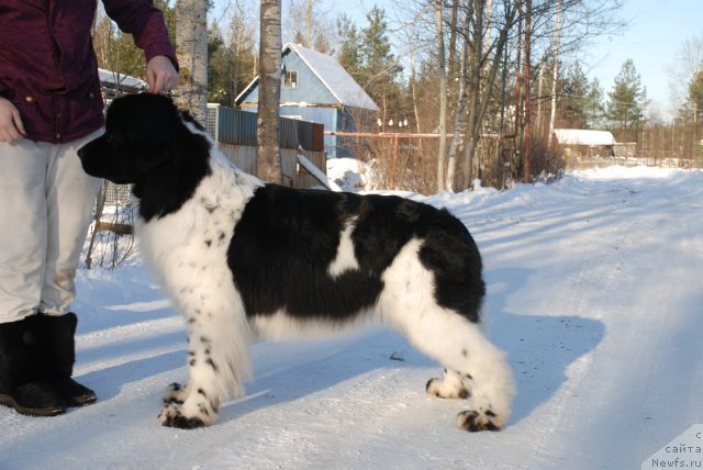 Фотография № 86968