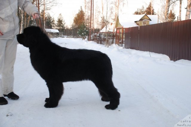 Фото: ньюфаундленд Акватория Келвин Онли Лав (Aquatoriya Kelvin Only Love)