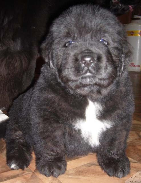 Фото: ньюфаундленд Супер Бизон Бэрримор