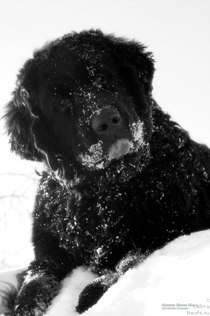 Фото: ньюфаундленд Sammy Almas-Alana