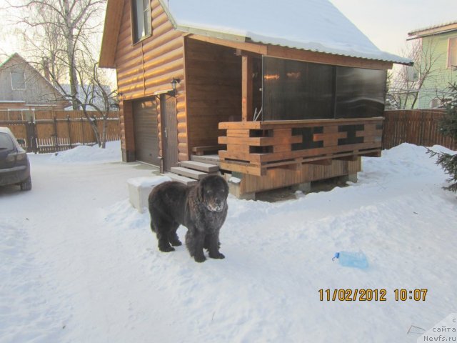 Фото: ньюфаундленд Very Fairweathers X'Got The Rhythm