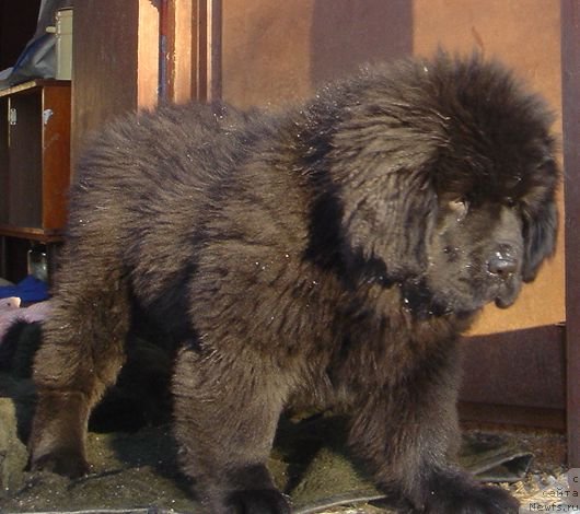 Фото: DAR SVEZY Basket of Roses