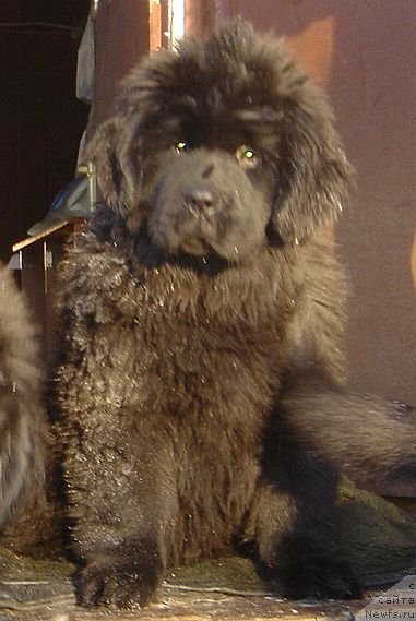 Фото: DAR SVEZY Brilliant Idea