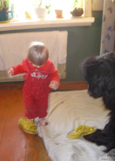 Фото: ньюфаундленд Bjornebandens Push Up Patricia, София 1г.10мес