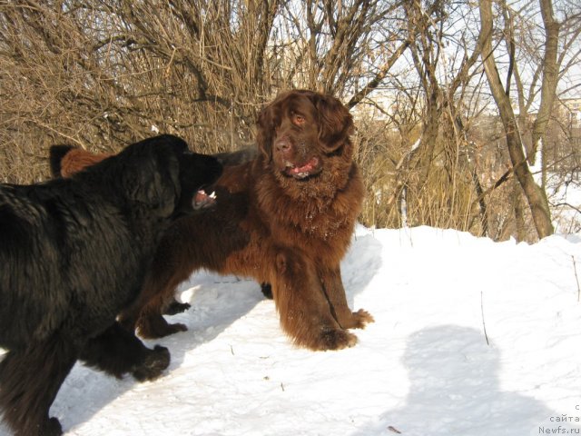 Фото: ньюфаундленд Sunshine Almas-Alana, ньюфаундленд Афина Утренняя Звезда Вива Дженис (Afina Utrennya Zvezda Viva Jeniz)