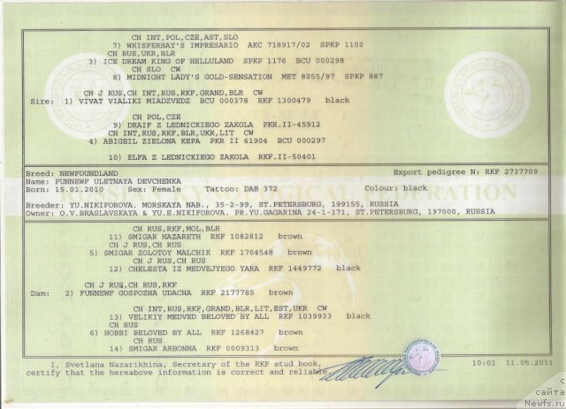 Фото: ньюфаундленд Фанньюф Улетная Девчонка (Funnewf Uletnaya Devchenka)