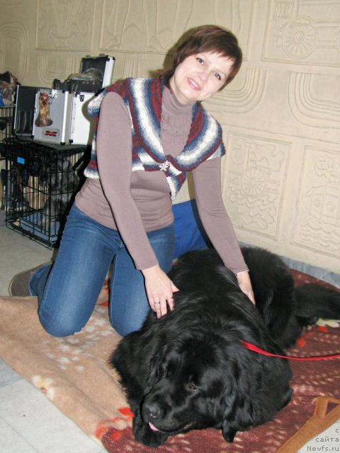 Фото: Анастасия Марко, ньюфаундленд Чудная Красавица