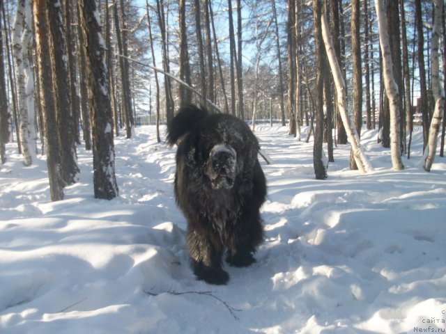 Фото: ньюфаундленд Карат из Медвежьего Яра (Karat iz Medvejyego Yara)
