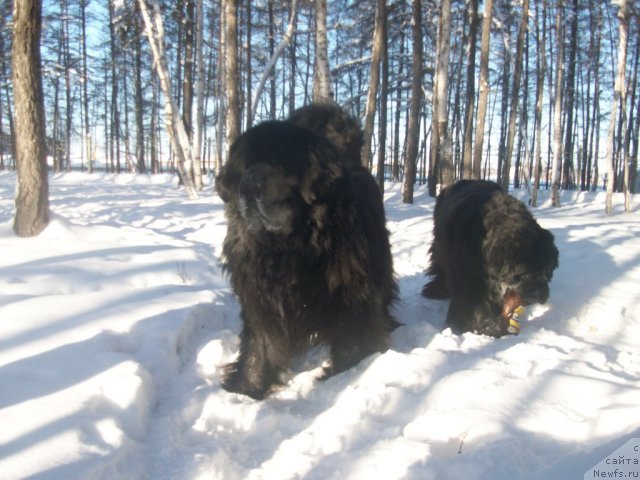 Фото: ньюфаундленд Карат из Медвежьего Яра (Karat iz Medvejyego Yara), ньюфаундленд Ярада из Сибирской Глубинки (Yarada iz Sibirskoy Glubinki)