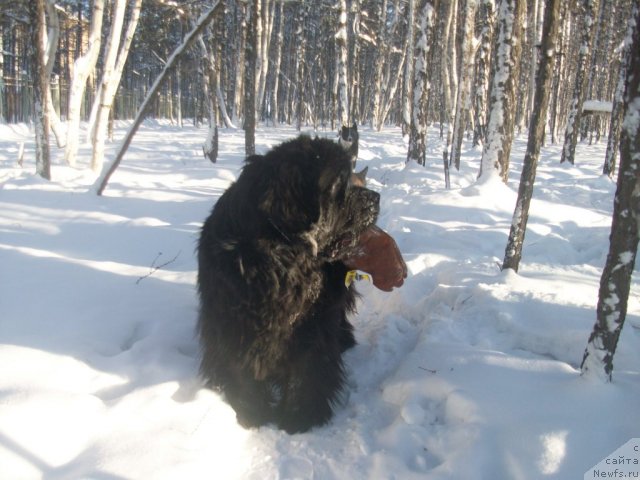 Фото: ньюфаундленд Ярада из Сибирской Глубинки (Yarada iz Sibirskoy Glubinki)