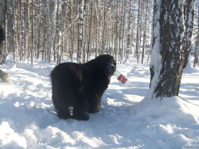 Фото: ньюфаундленд Ярада из Сибирской Глубинки (Yarada iz Sibirskoy Glubinki)