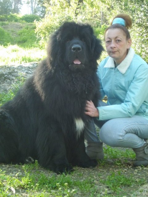 Фото: ньюфаундленд Питерньюф Чао-Какао, Лина Троянская