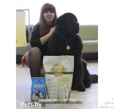 Фото: ньюфаундленд Чудная Красавица, Анна Портнякова