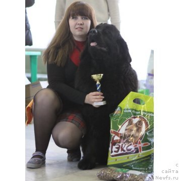 Фото: ньюфаундленд Чудная Красавица, Анна Портнякова
