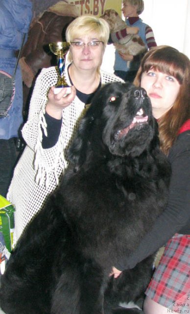 Фото: ньюфаундленд Чудная Красавица, Анна Портнякова, Ольга Портнякова