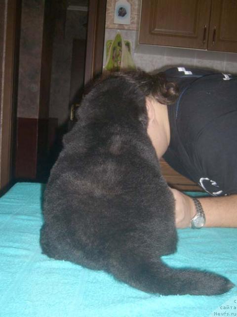 Фото: ньюфаундленд Супер Бизон Бэрримор