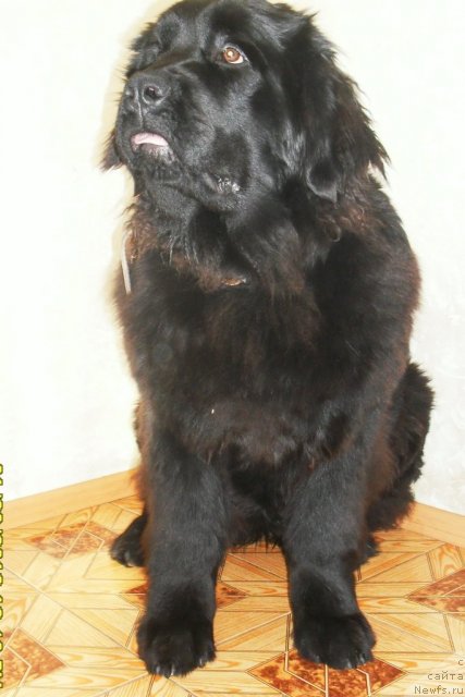 Фотография № 87108