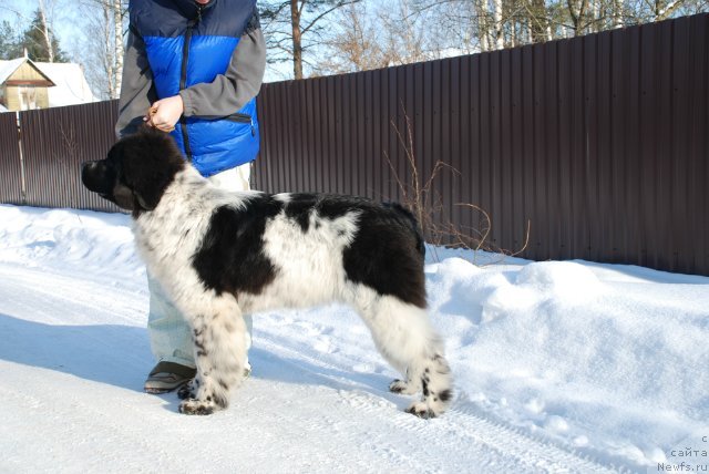 Фотография № 87111