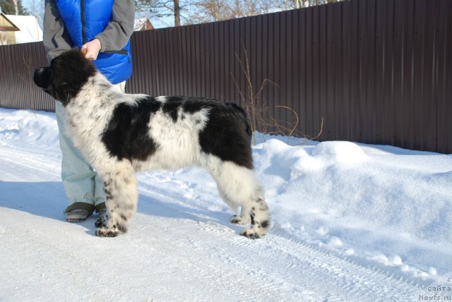 Фото: ньюфаундленд Флюфи Аваланч Смалл Стар Вилл Оутшине Алл (Fluffy Avalancn Small Star Will Outshine All)