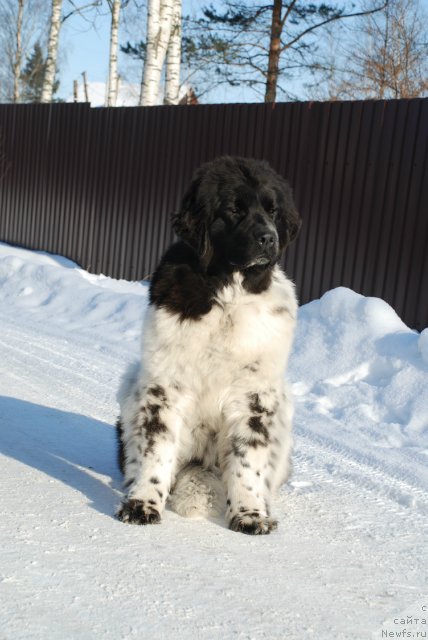 Фотография № 87114