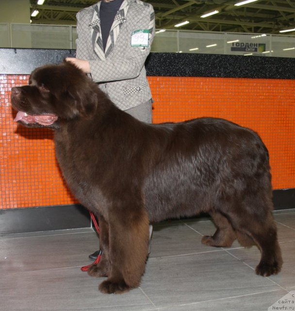 Фото: ньюфаундленд Акватория Келвин Ройал Тедди Беар (Aquatoriya Kelvin Royal Teddy Bear)