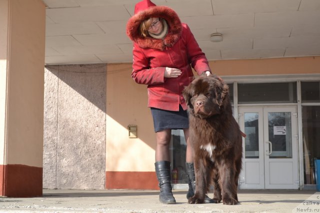 Фото: ньюфаундленд Акватория Келвин Риверданс (Aquatoriya Kelvin Riverdance)