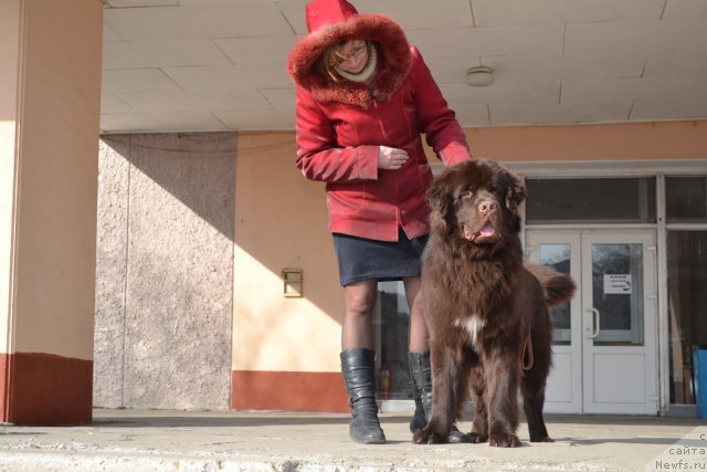 Фото: ньюфаундленд Акватория Келвин Риверданс (Aquatoriya Kelvin Riverdance)