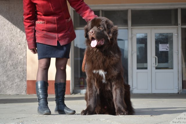 Фото: ньюфаундленд Акватория Келвин Риверданс (Aquatoriya Kelvin Riverdance)