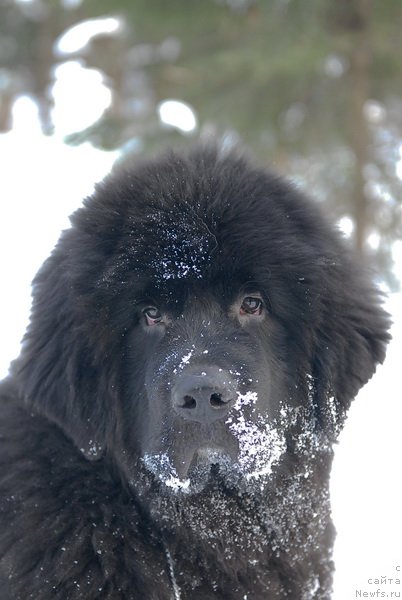 Фото: ньюфаундленд King of Helluland Over Ruled