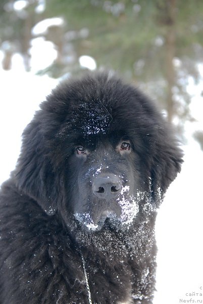 Фотография № 87129