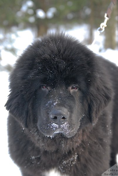 Фотография № 87130