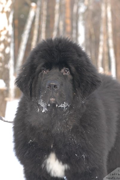 Фото: ньюфаундленд King of Helluland Over Ruled