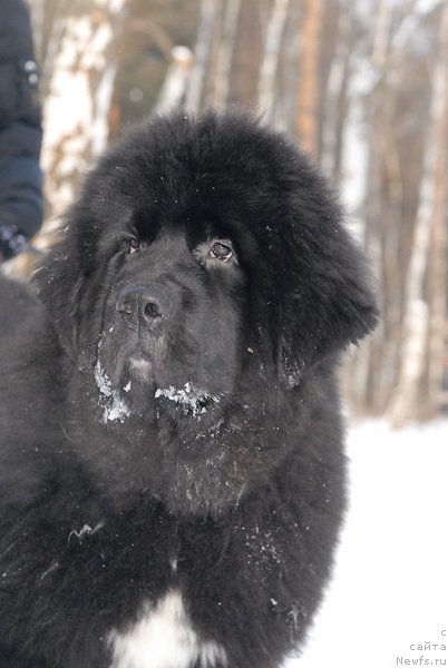 Фото: ньюфаундленд King of Helluland Over Ruled