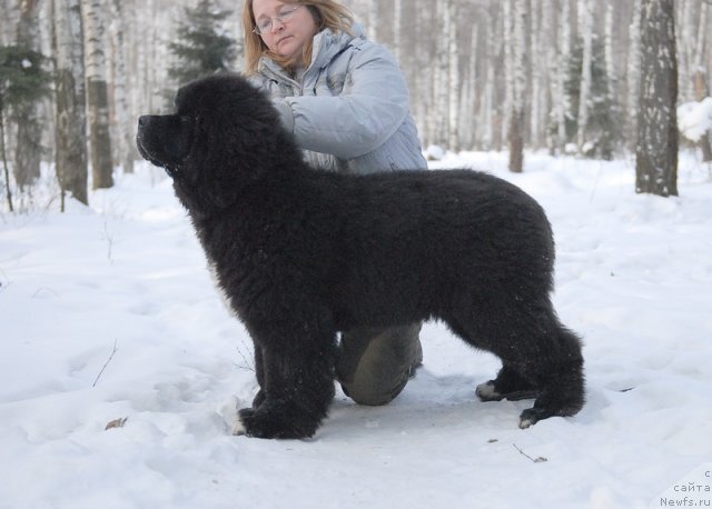 Фото: ньюфаундленд King of Helluland Over Ruled