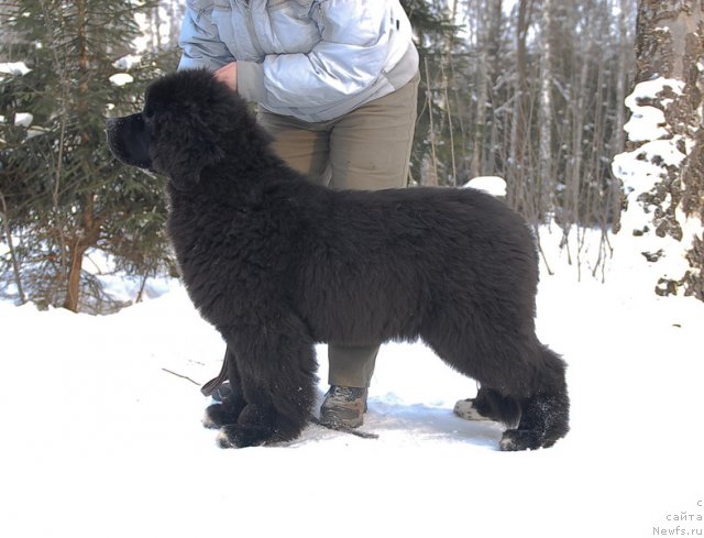 Фото: ньюфаундленд King of Helluland Over Ruled