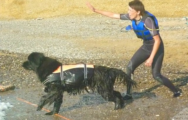 Фото: ньюфаундленд Особа Статная из Медвежьего Яра, Евгения Агафошина